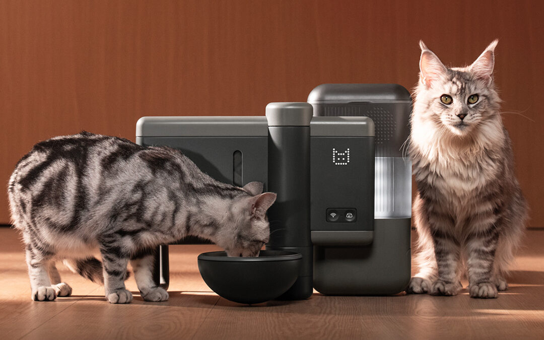 Best Automatic Wet Food Feeders for Cats: What to Look For Before You Buy